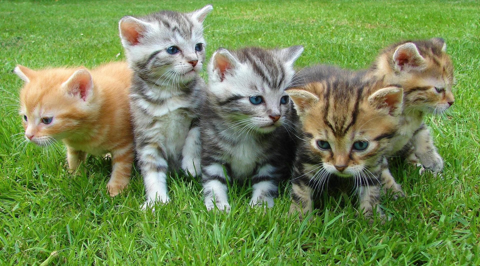 Best Vets in Cairo
