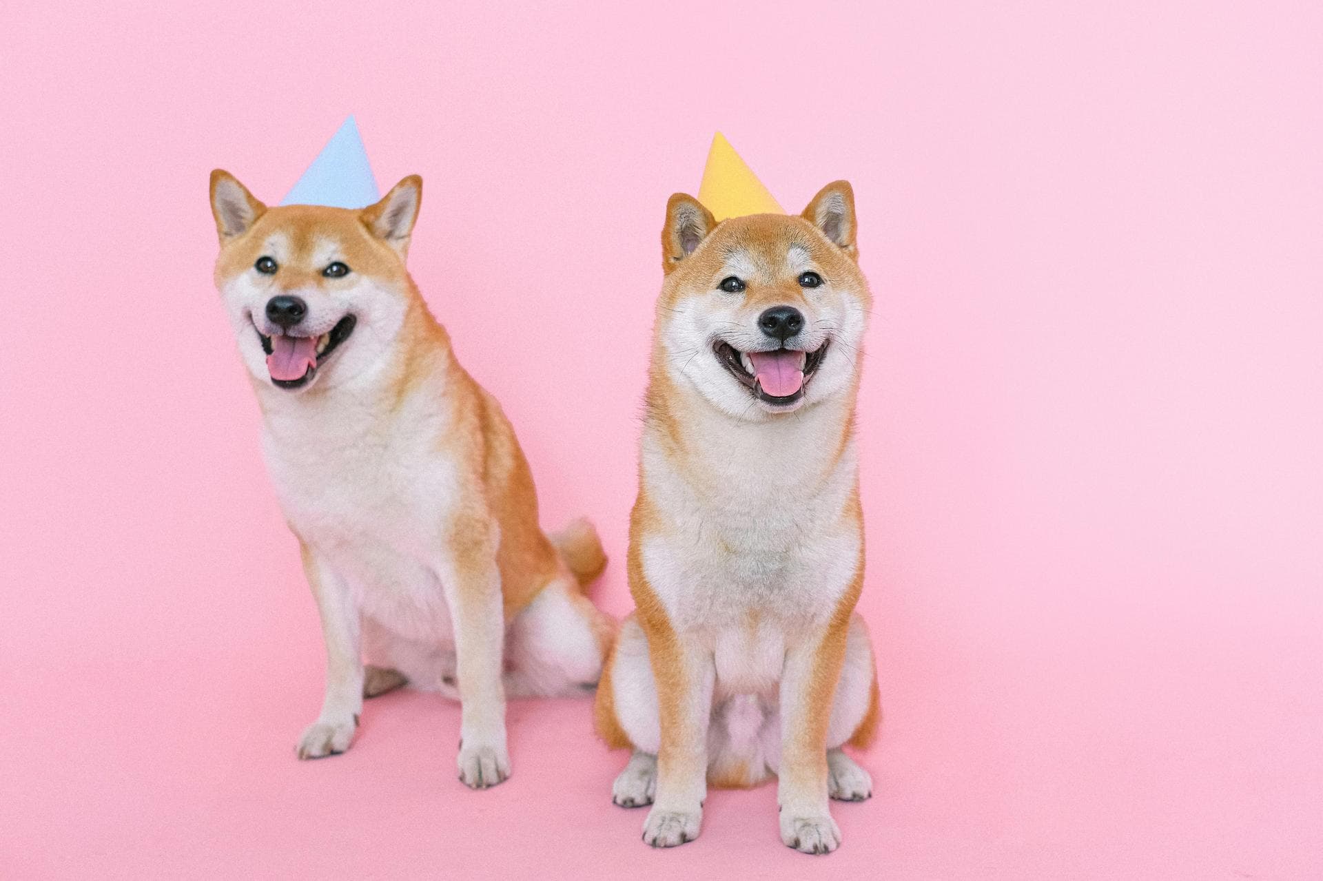 Dog & Cat Vets in Lagrange